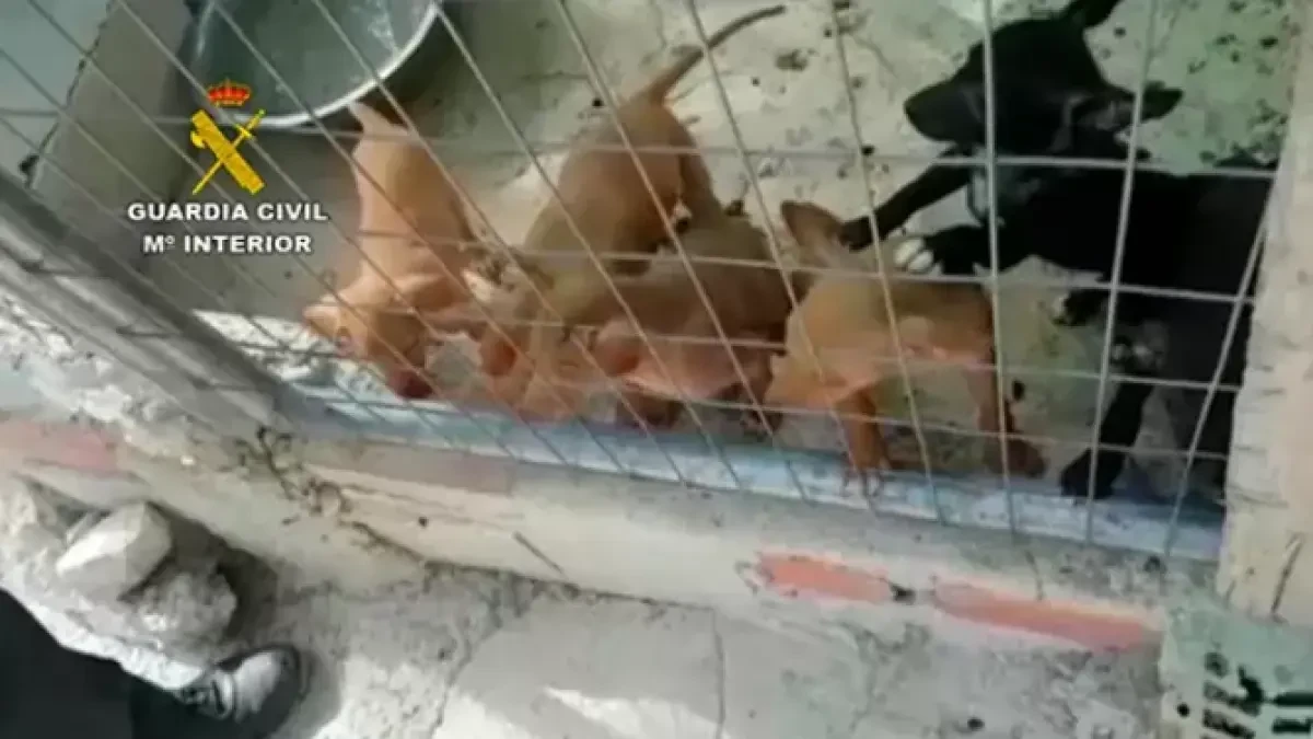 La Guardia Civil rescata en Córdoba a 13 cachorros y dos perros adultos abandonados y desnutridos