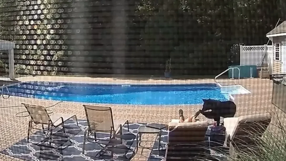 Un hombre se lleva el susto de su vida al ser despertado por un oso que se había colado en la piscina de su casa