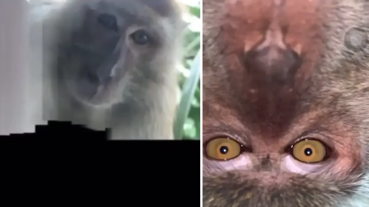 Encuentra su móvil robado y descubre gracias a las fotos que el ladrón fue un mono que se estuvo haciendo selfis