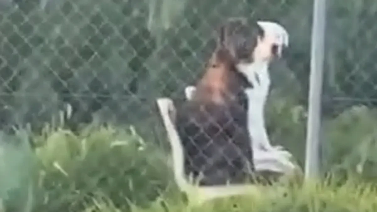 El divertido y extraño vídeo de dos perros sentados en sillas de jardín como si estuvieran charlando de la vida