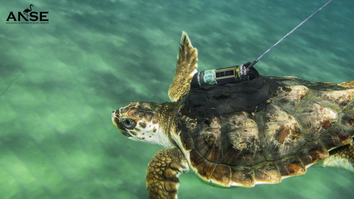 Ibiza, Cerdeña, Sicilia, Creta... las increíbles 'vacaciones' por el Mediterráneo de tres tortugas murcianas