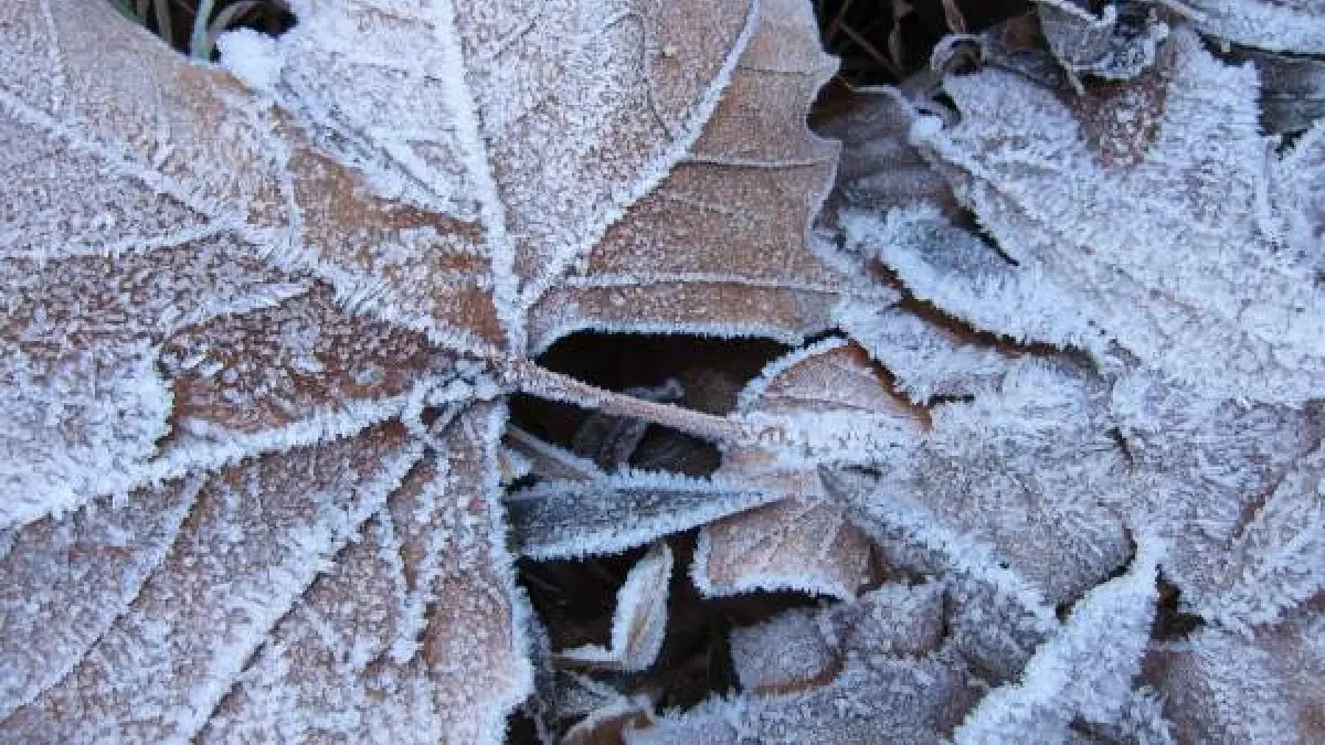 Las heladas 'invernales' y un frío 