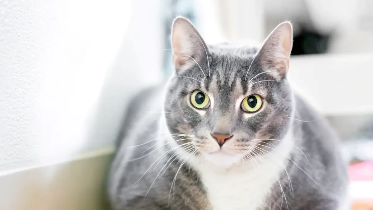 Cómo lograr que nuestro gato pierda peso: 