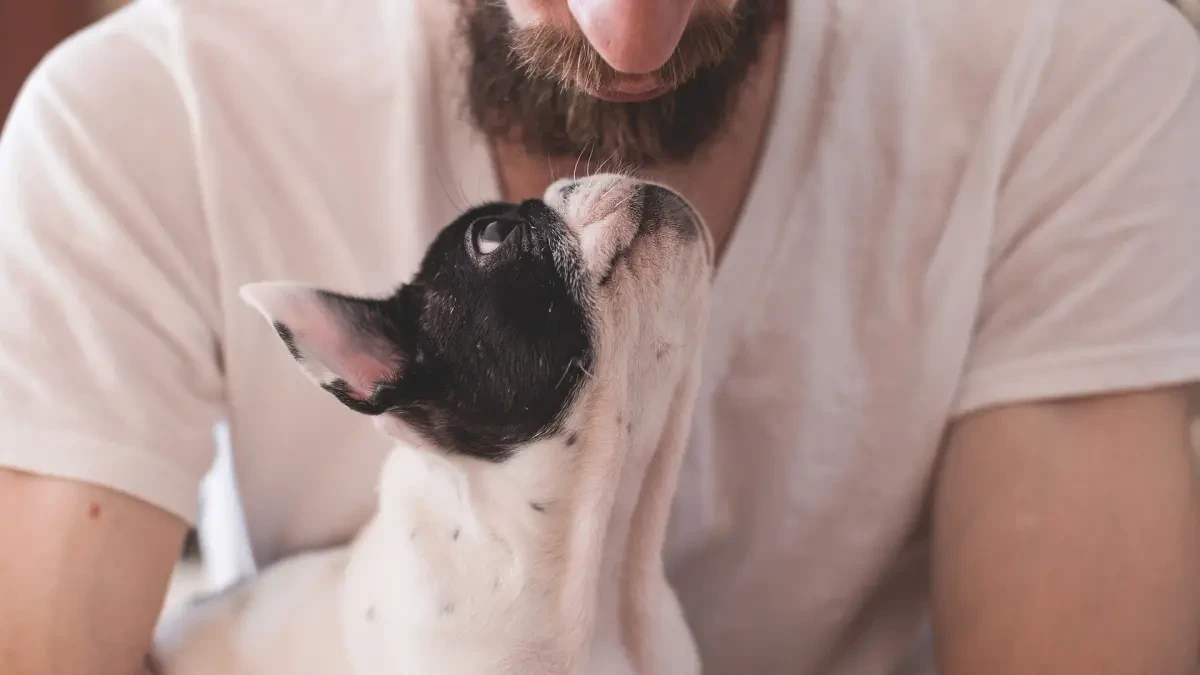La razón por la que a tu perro le interesa más la cara de otro perro que la tuya