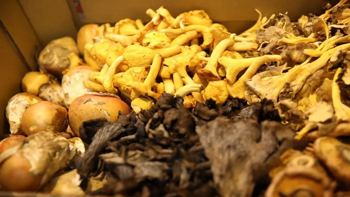 Cómo cultivar setas en casa: ¿es posible?