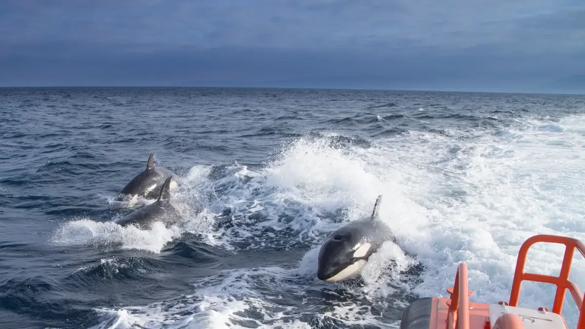 ¿La pandilla 'Gladis'... o el macho alfa 'Pingu'? Los expertos difieren sobre qué orcas atemorizan a los veleros en Galicia