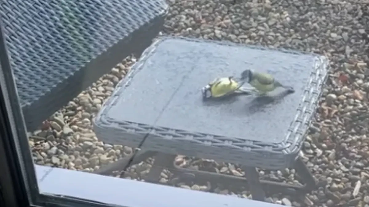 Un pajarito revive a otro que chocó contra una puerta de cristal