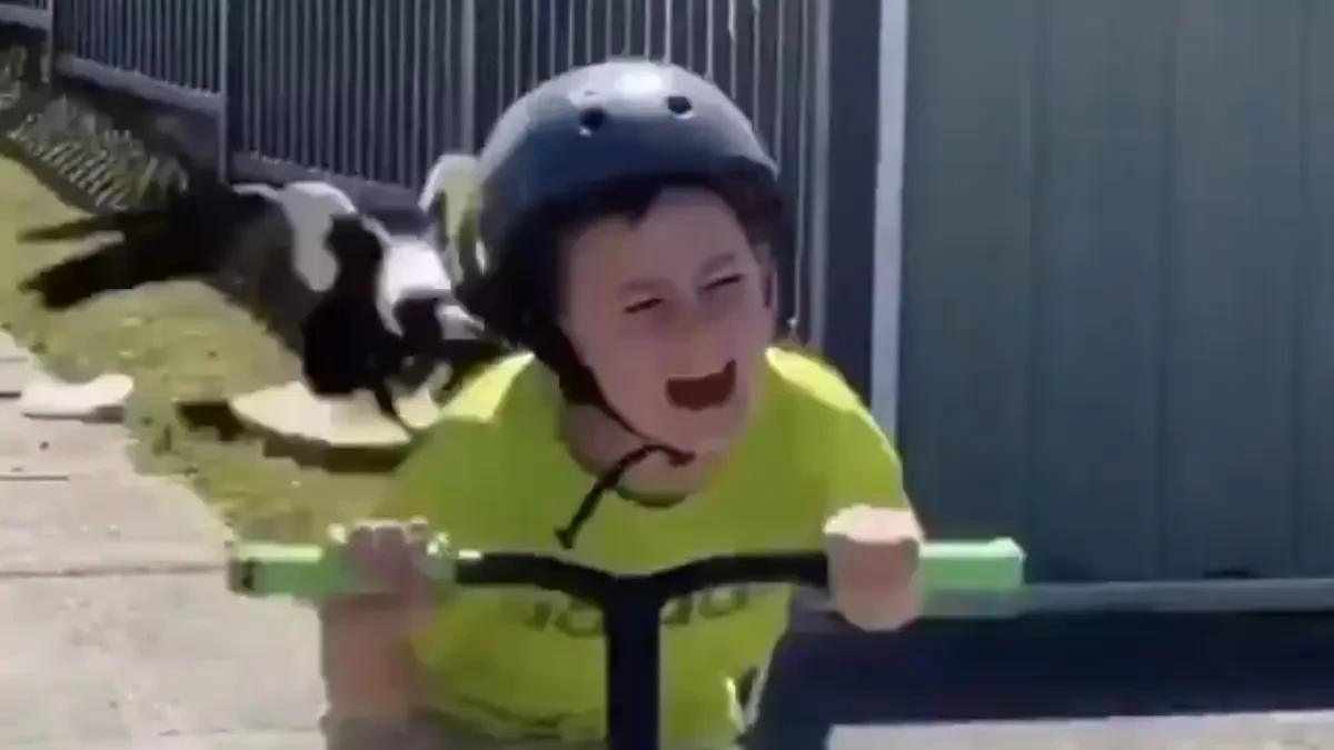 Un niño en patinete huye aterrorizado de una urraca al más puro estilo 'Los pájaros'