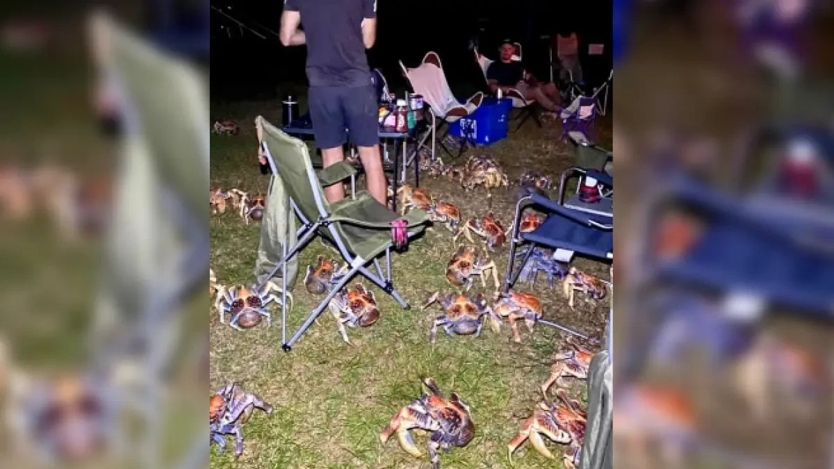 Una familia vive una 'invasión' de más de 50 cangrejos carnívoros al comenzar a hacer una barbacoa