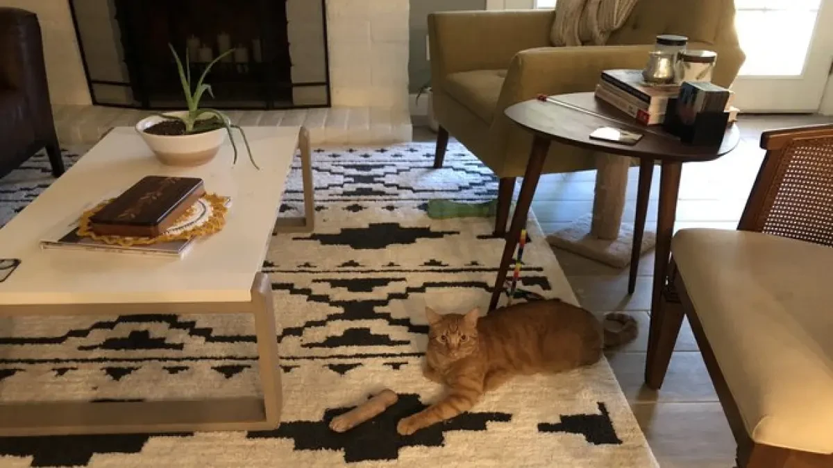 Una 'ilusión óptica' en la foto de un gato causa un gran impacto a primera vista