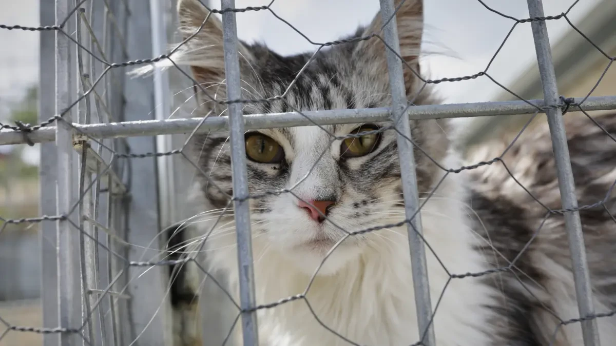 Podemos Baleares pide endurecer las penas por maltrato animal tras el envenenamiento de 15 gatos en Muro