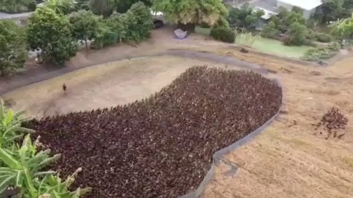 Un ejército de 10.000 patos limpian de plagas los arrozales de Tailandia