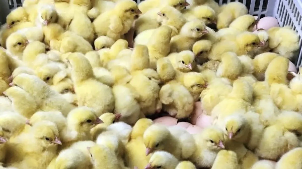 La gripe aviar se instala en Alemania: hasta 70.000 pollos podrían ser sacrificados