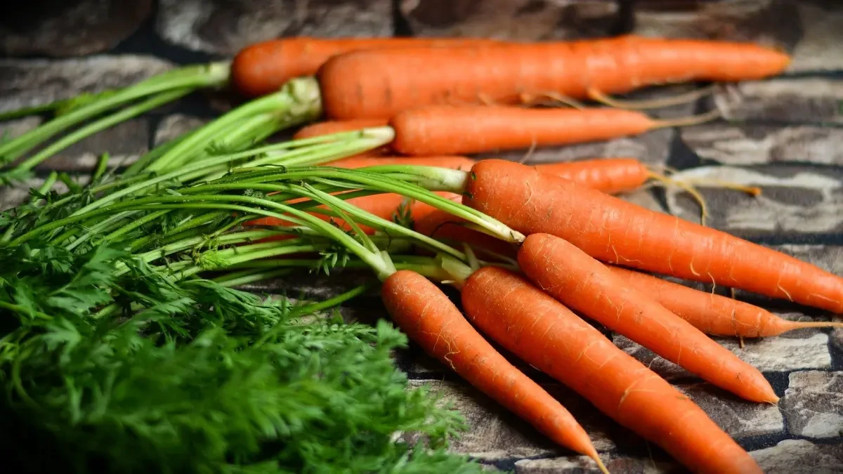 Cuándo sembrar zanahorias: el momento perfecto