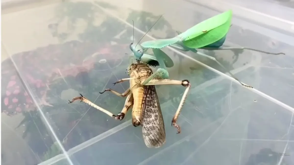 Así devora una mantis religiosa a un saltamones