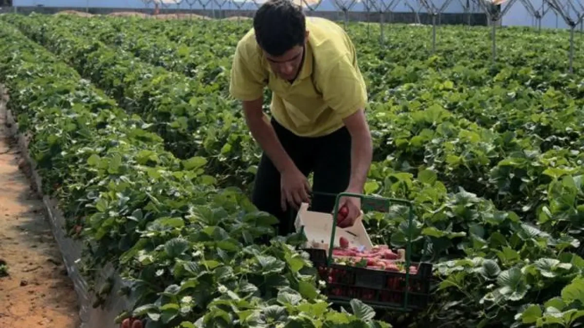 Los inmigrantes que trabajaron en el campo en pandemia tendrán autorización de residencia y trabajo dos años