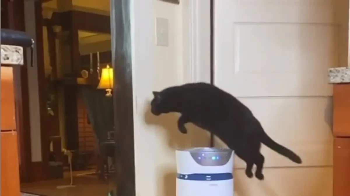 La 'gata voladora' revoluciona Instagram por saltar siempre los obstáculos que su dueña coloca en un lugar concreto