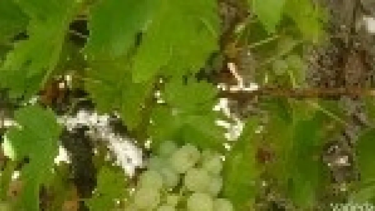 La DOP Sierra de Salamanca modifica las condiciones para elaborar vinos a partir de la variedad 'rufete serrano blanco'