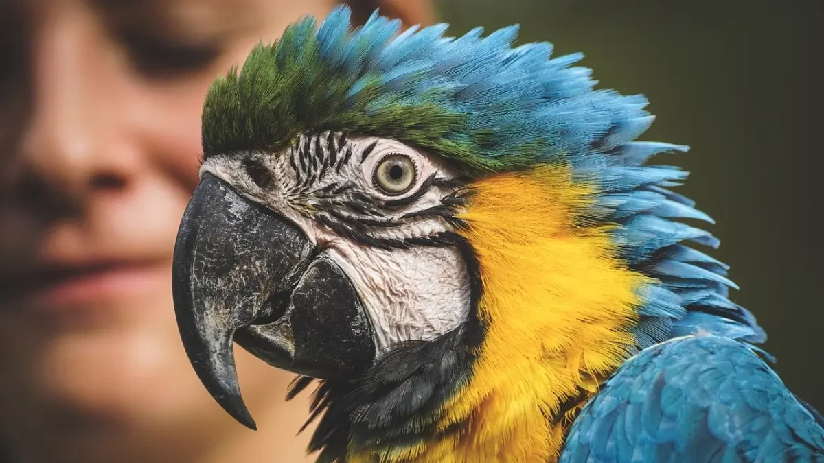 Cinco loros de un zoo de Reino Unido, aislados porque insultaban a los turistas