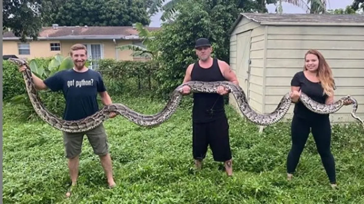 Capturan y matan a una pitón birmana de casi seis metros en Florida