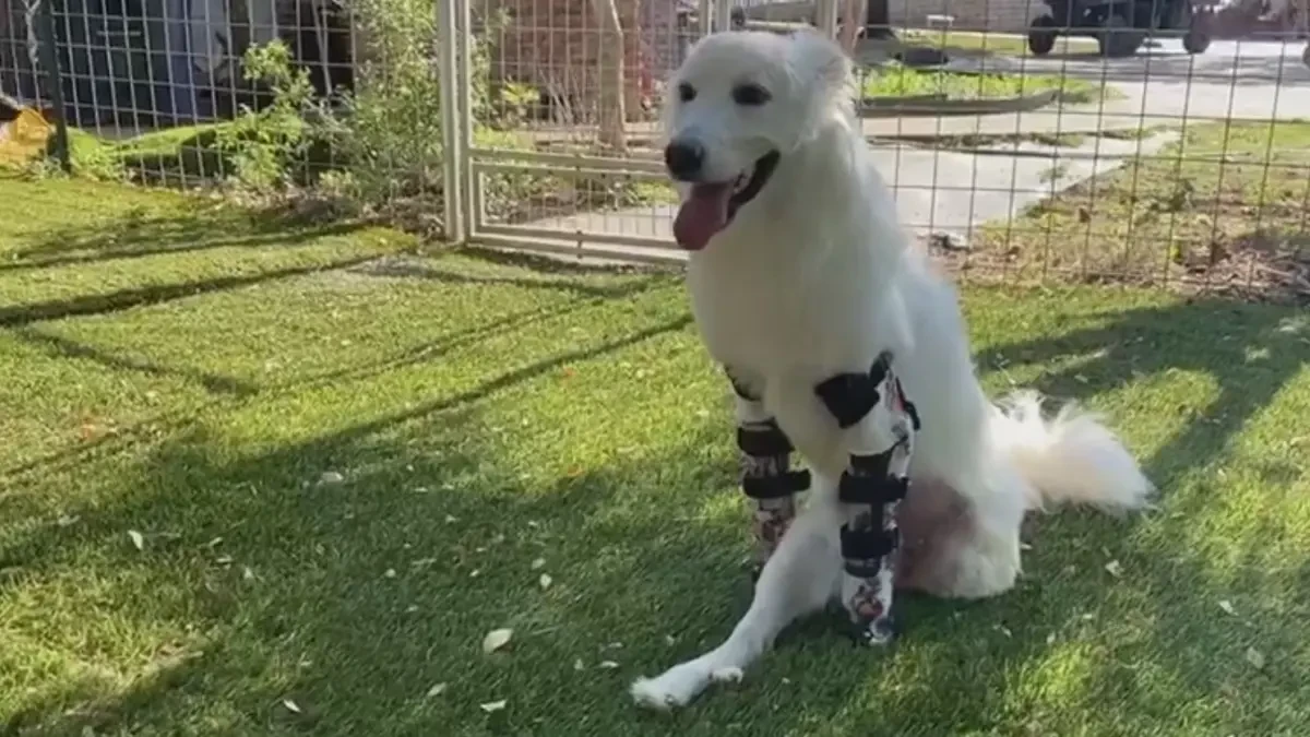Halo, la perrita sin las dos patas delanteras y una trasera que ha recibido unas prótesis para que ande y corra