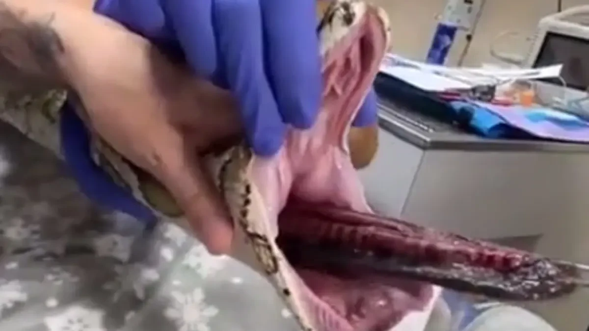 La impactante operación a una serpiente para extraerle una enorme manta que se había tragado
