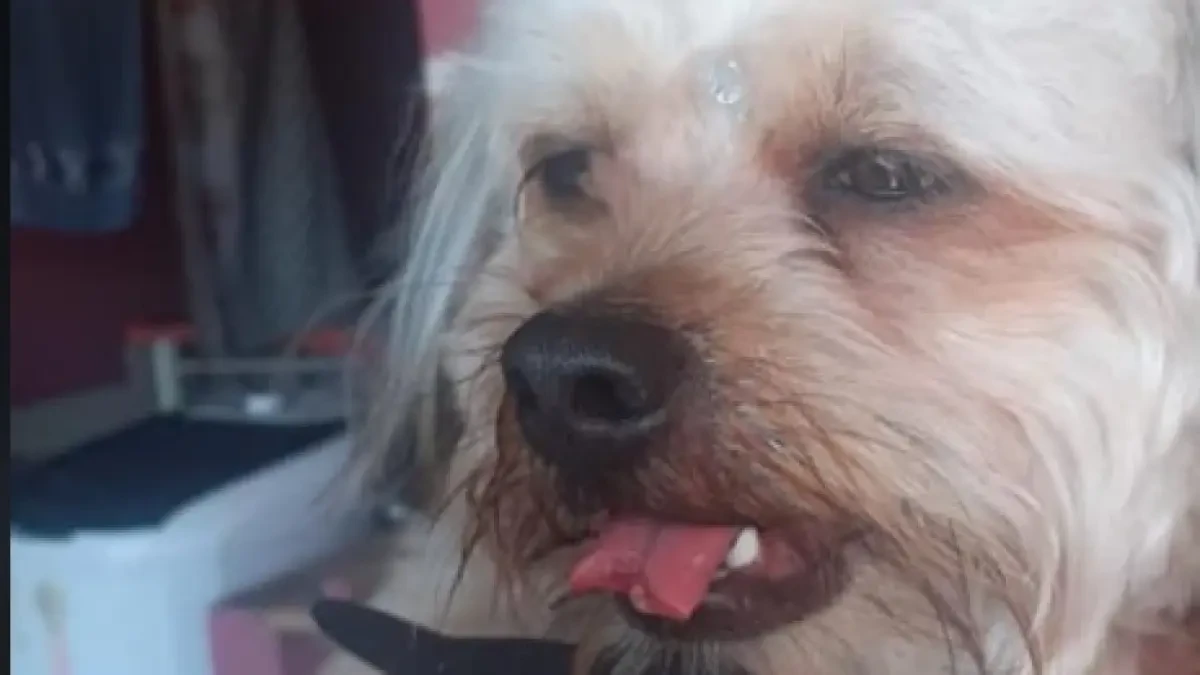 Cortan la lengua por accidente a un perro en una peluquería canina