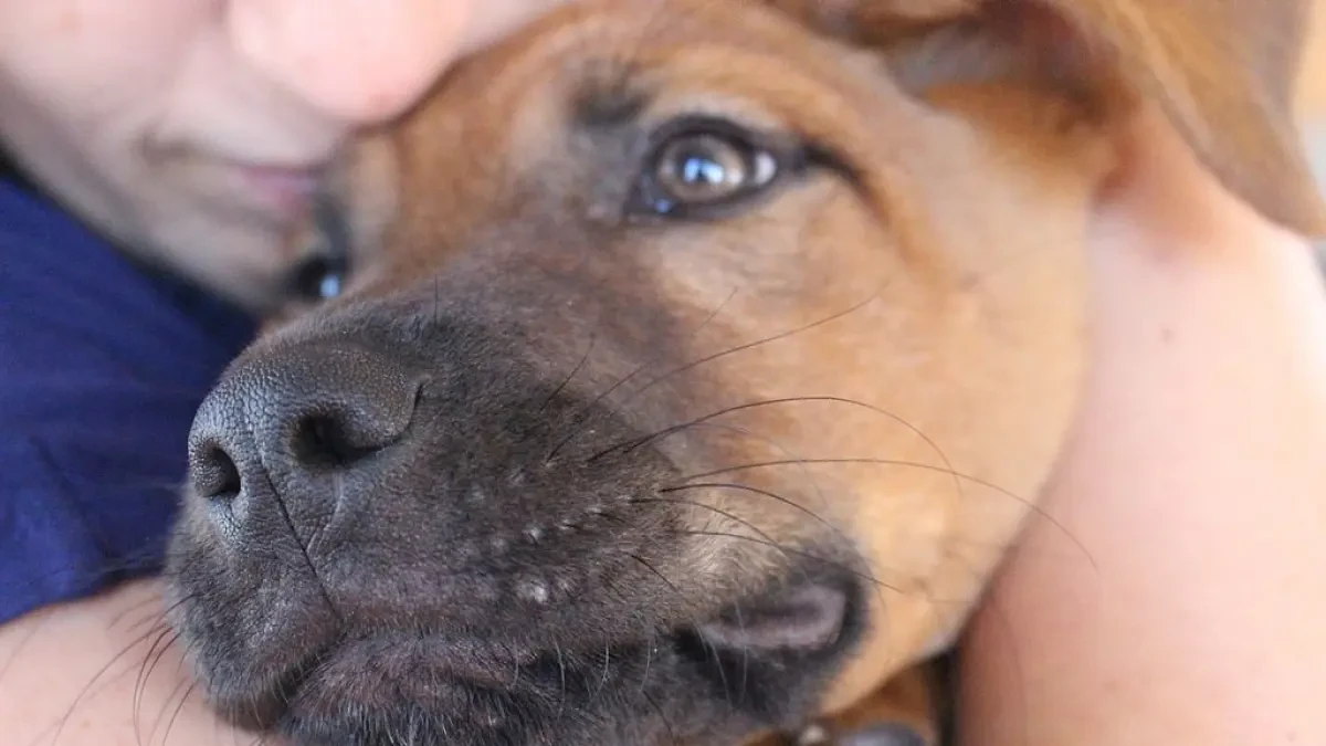 Cómo un perro es capaz de detectar el coronavirus cinco días antes de que empiecen los síntomas