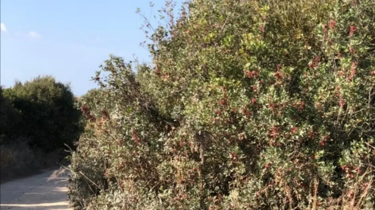 El Ayuntamiento de Barbate pide a la Junta que se actúe de forma urgente en las vías pecuarias