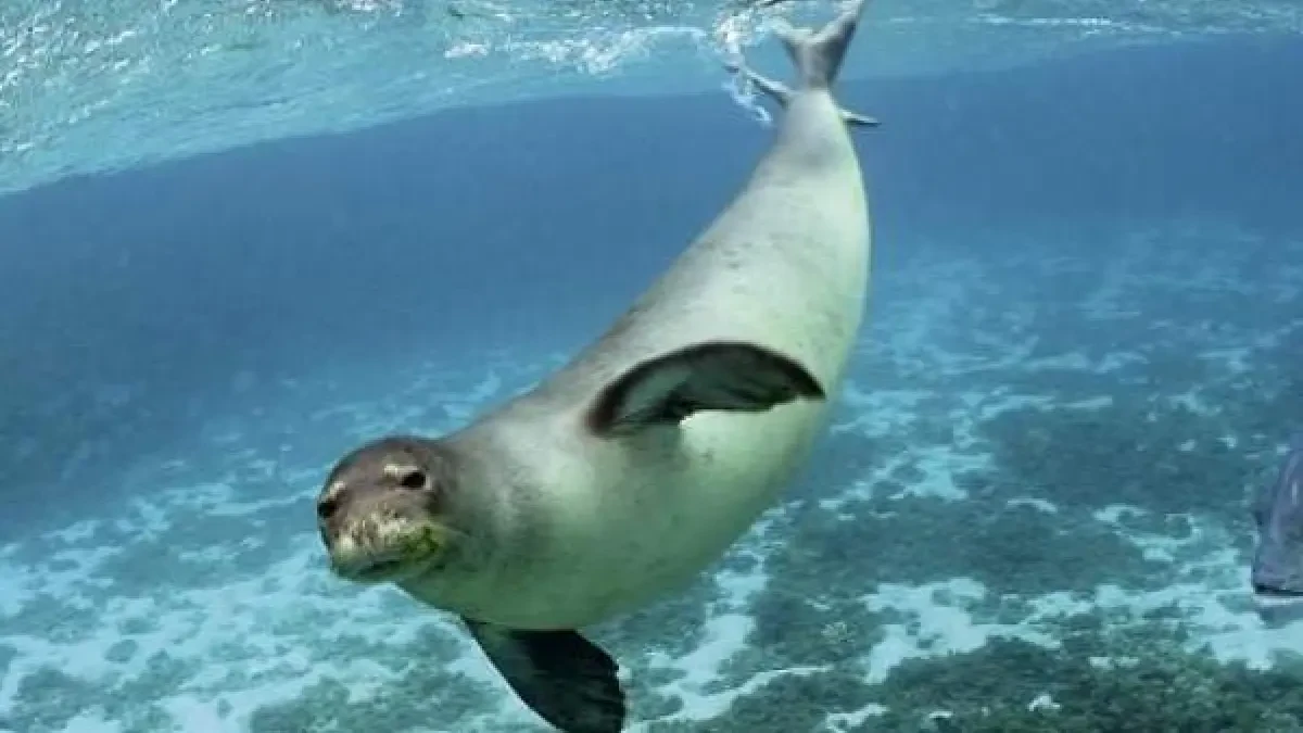 Descubren en Nueva Zelanda una nueva especie extinta de foca monje gigante de 200 kilos y 2,5 metros