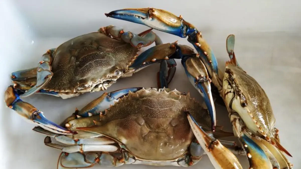Alertan del aumento de la llegada de crustáceos exóticos al golfo de Cádiz