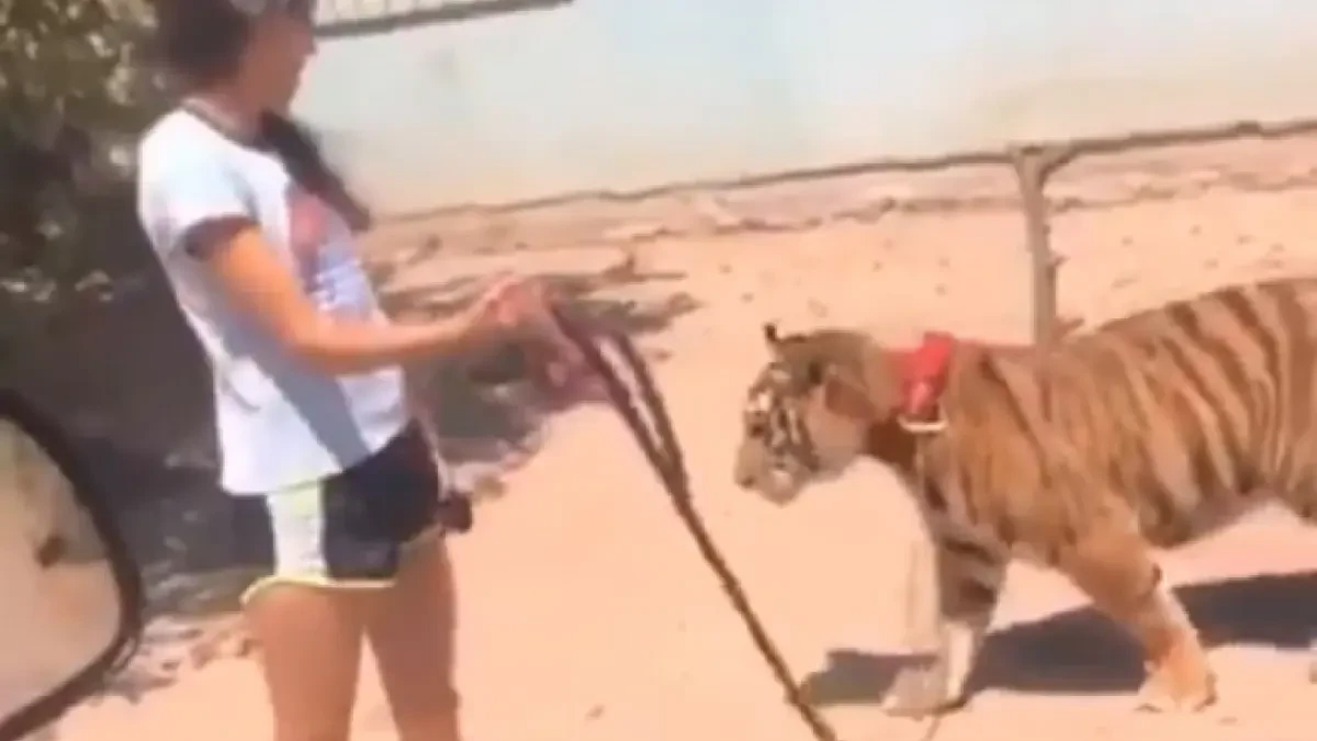 El sorprendente vídeo de una niña paseando a un tigre por la calle