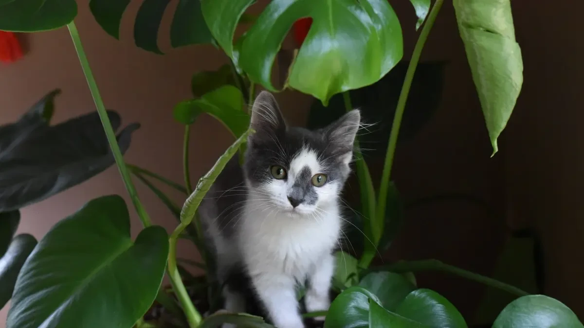 Plantas de interior que puedes tener si vives con gatos y otras a evitar por su toxicidad para estas mascotas