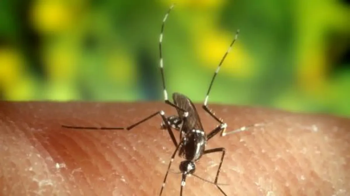Registrado un segundo caso de Virus del Nilo en Extremadura