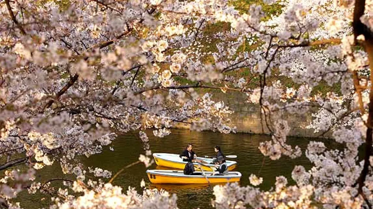 Disfruta del espectáculo del Hanami y los cerezos en flor en Japón: predicciones para sakura 2021