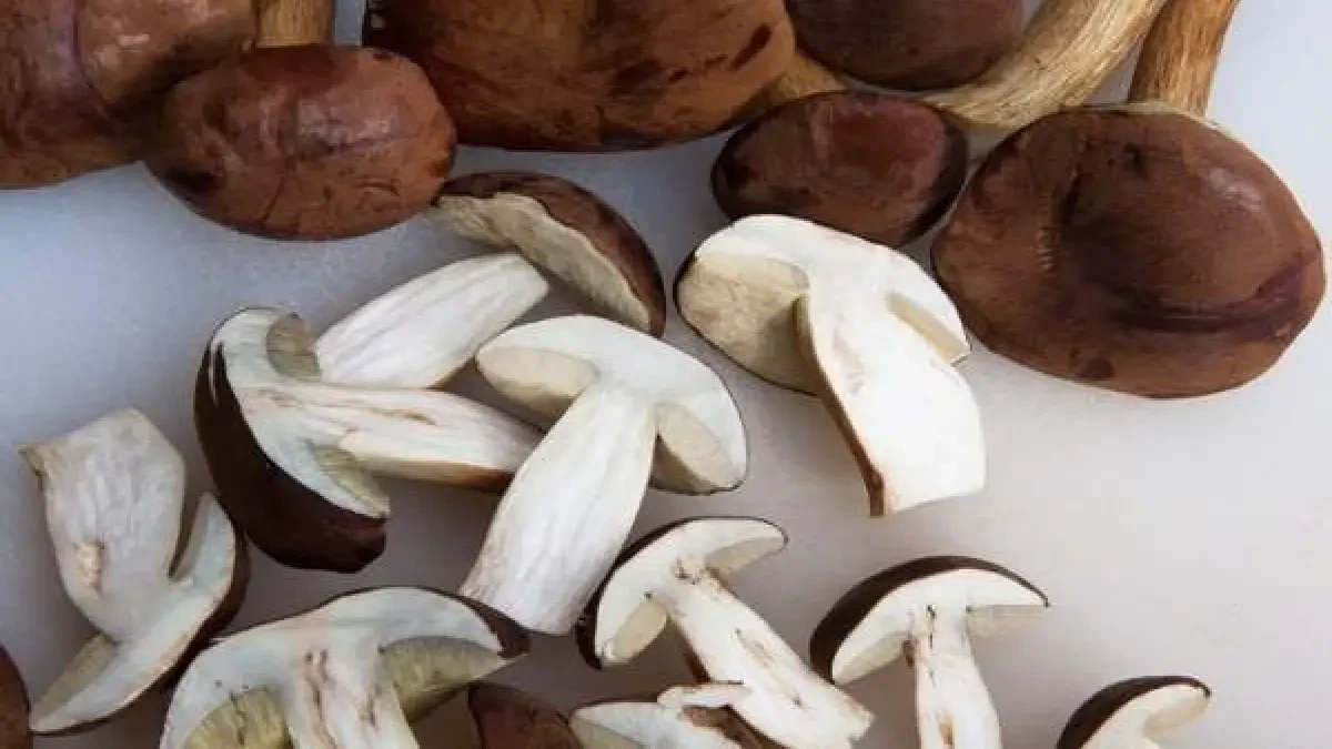 Recomendaciones antes de salir a coger setas al campo