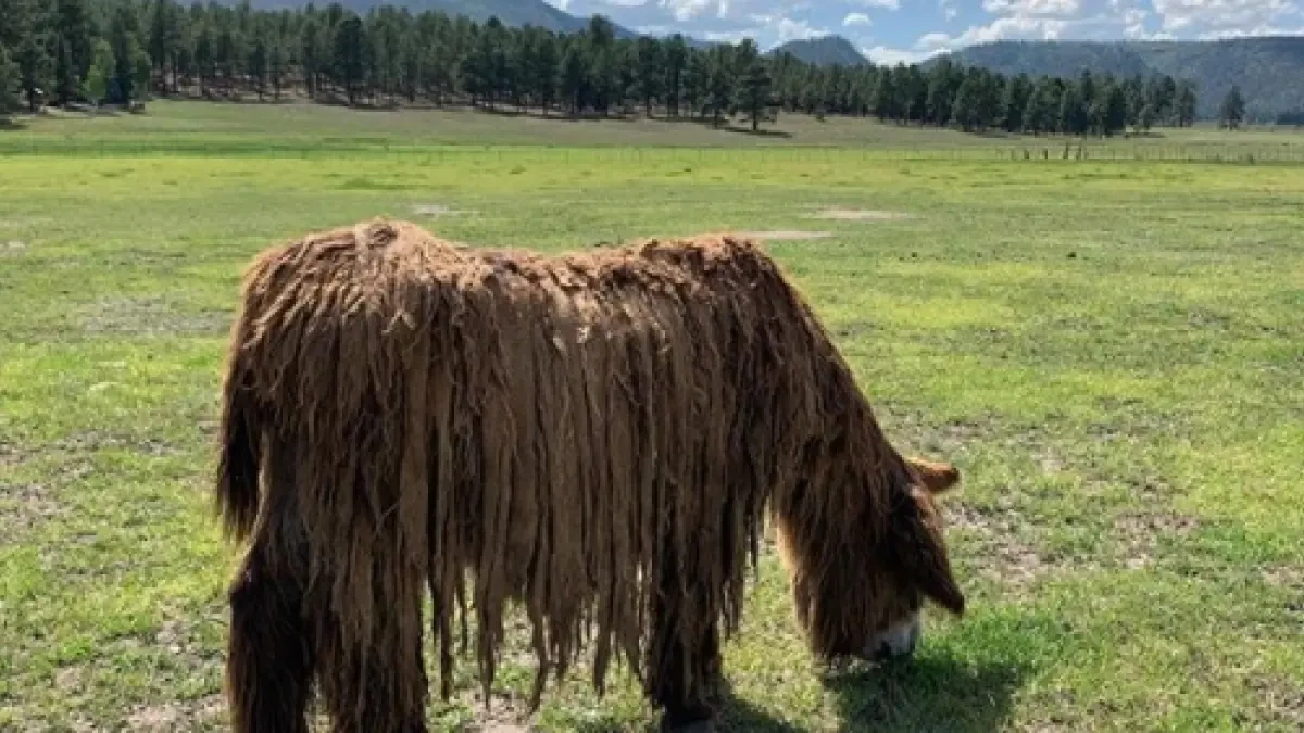 El burro más 'hippie' vive en Francia: se 'llama' Poitou y está en peligro de extinción