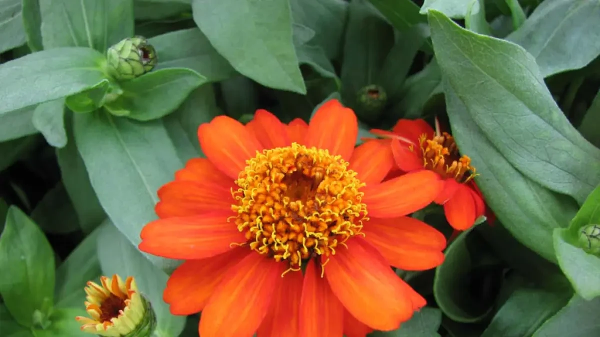 Cuidados de la zinnia: tipos de riego, época de cultivo y poda