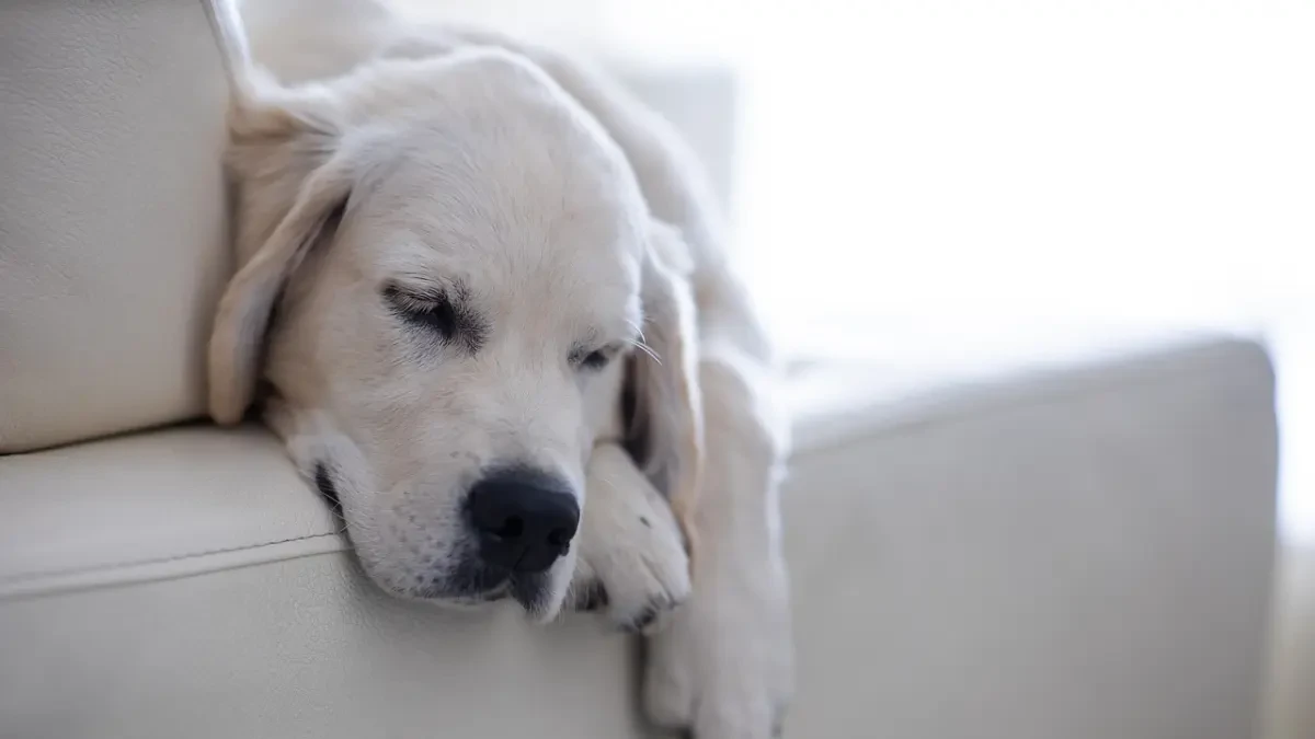 Reino Unido reconocerá el derecho a tener mascotas en casas alquiladas