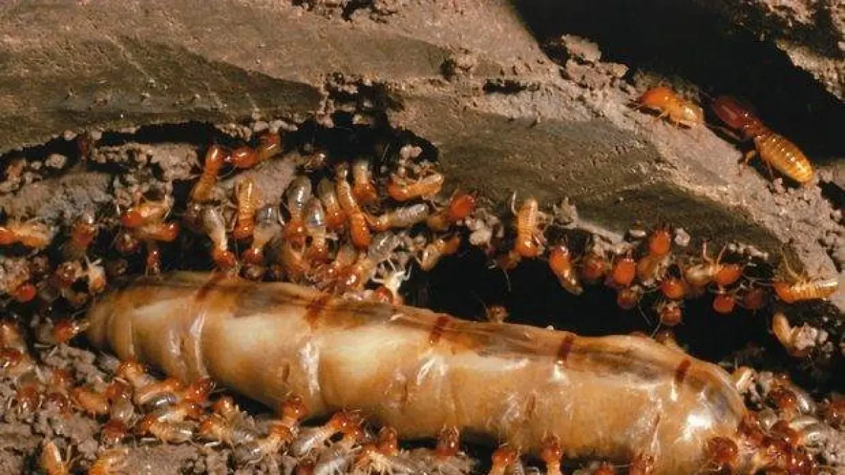 Una plaga de termitas se 'come' las casas de un barrio de Málaga