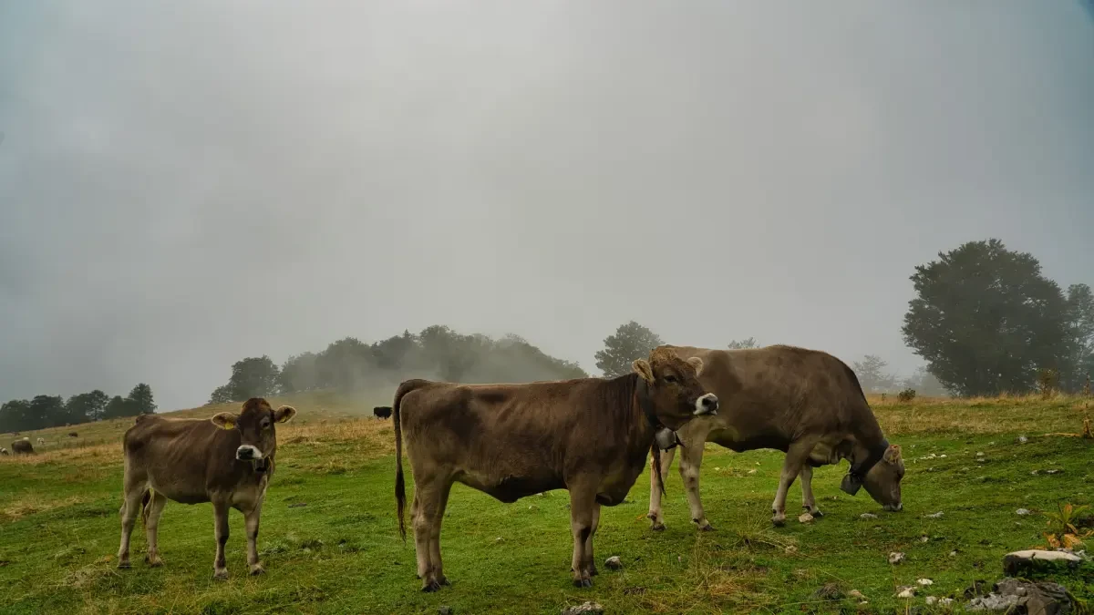 Grandes enjambres de mosquitos matan a un gran número de vacas, ciervos y caballos en Louisiana
