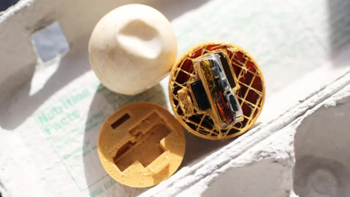 Crean con impresión 3D huevos falsos de tortuga con GPS para perseguir el comercio ilegal
