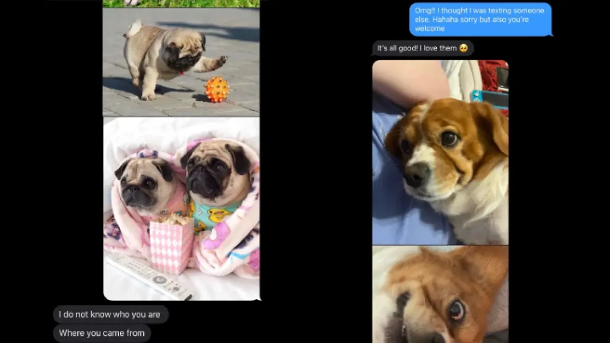 Envía fotos de cachorros a un número erróneo y le responden con más perros: 