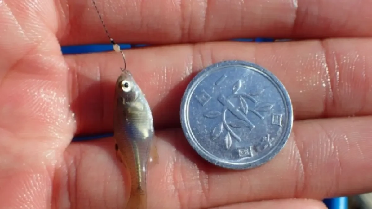 Micropesca: el gran objetivo es capturar el pez más pequeño