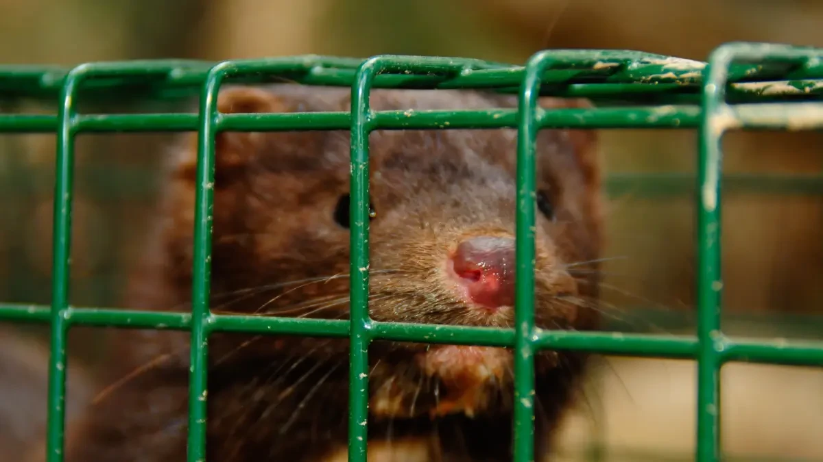 Los coronavirus transmitidos por animales podrían explicar por qué hay personas inmunes a la Covid
