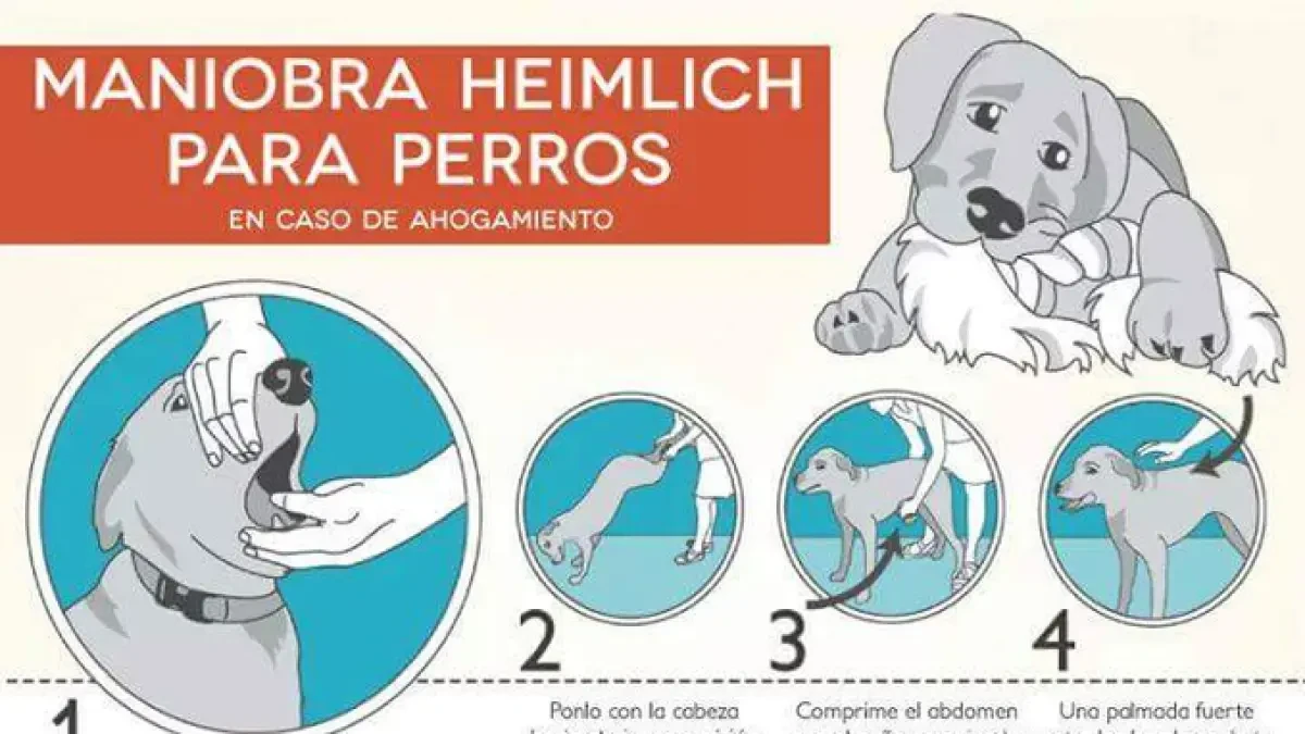 Cómo hacer la Maniobra de Heimlich a tu perro en caso de ahogamiento