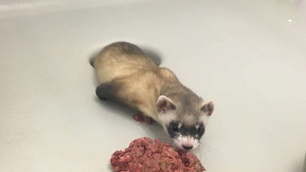 Logran clonar un hurón de patas negras antes de que desaparezca del planeta