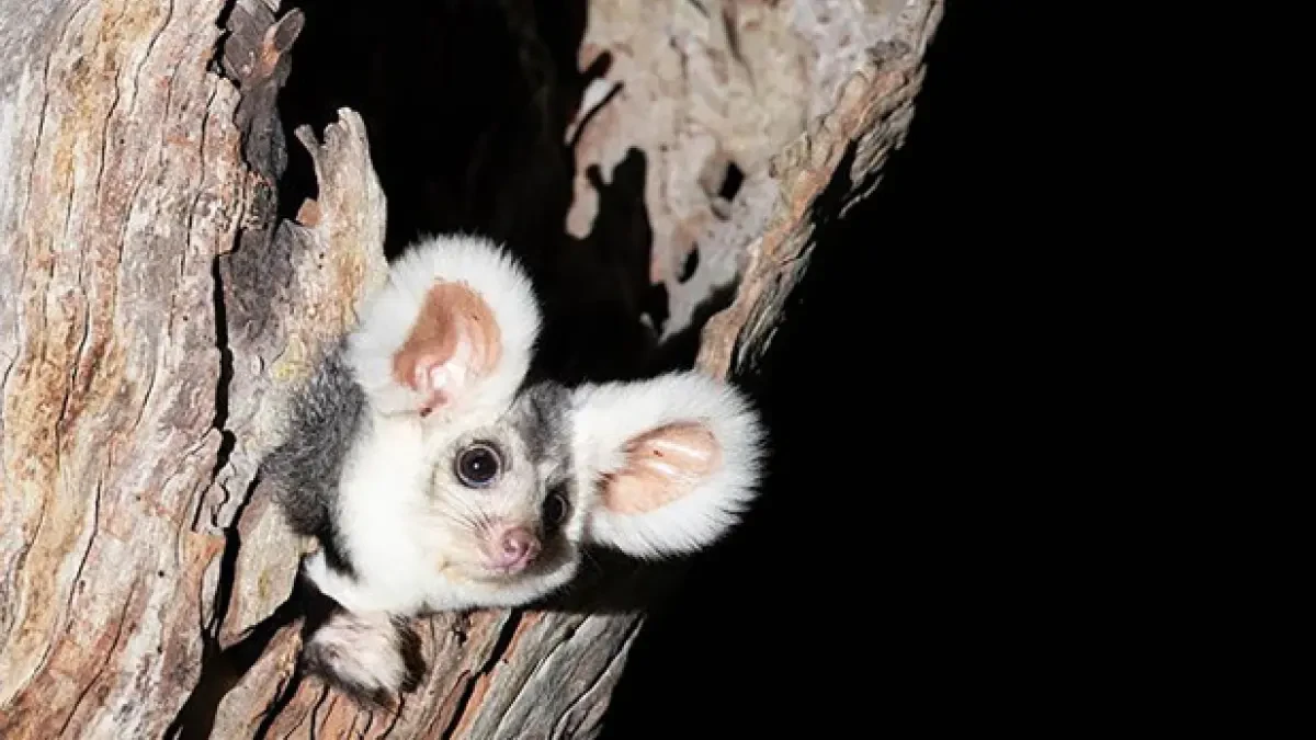 Descubren dos nuevas (y adorables) especies de marsupiales en Australia