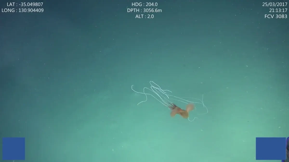 Observan por primera vez cinco calamares gigantes en aguas profundas de Australia