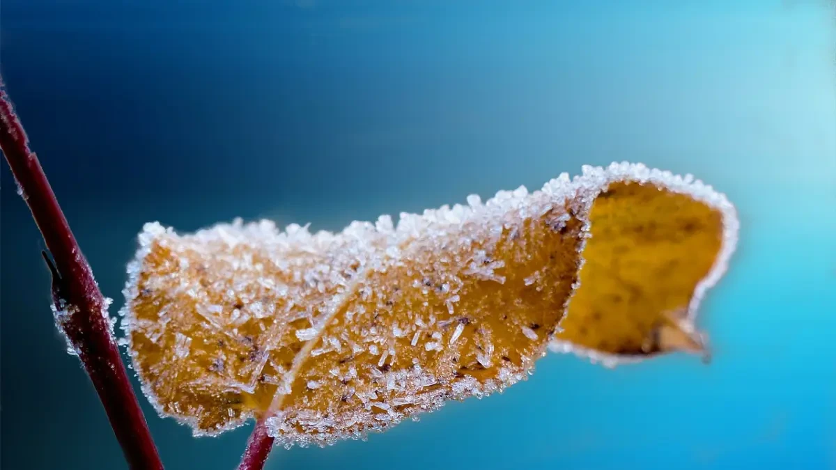 Bajas temperaturas, lluvia, heladas... Cómo podemos proteger nuestras plantas durante el invierno